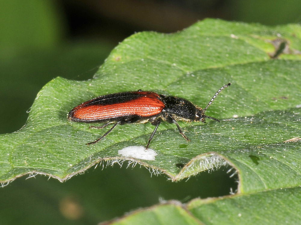 Ampedus sanguinolentus (Elateridae)